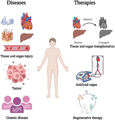 Enhancing regenerative medicine: the crucial role of stem cell therapy